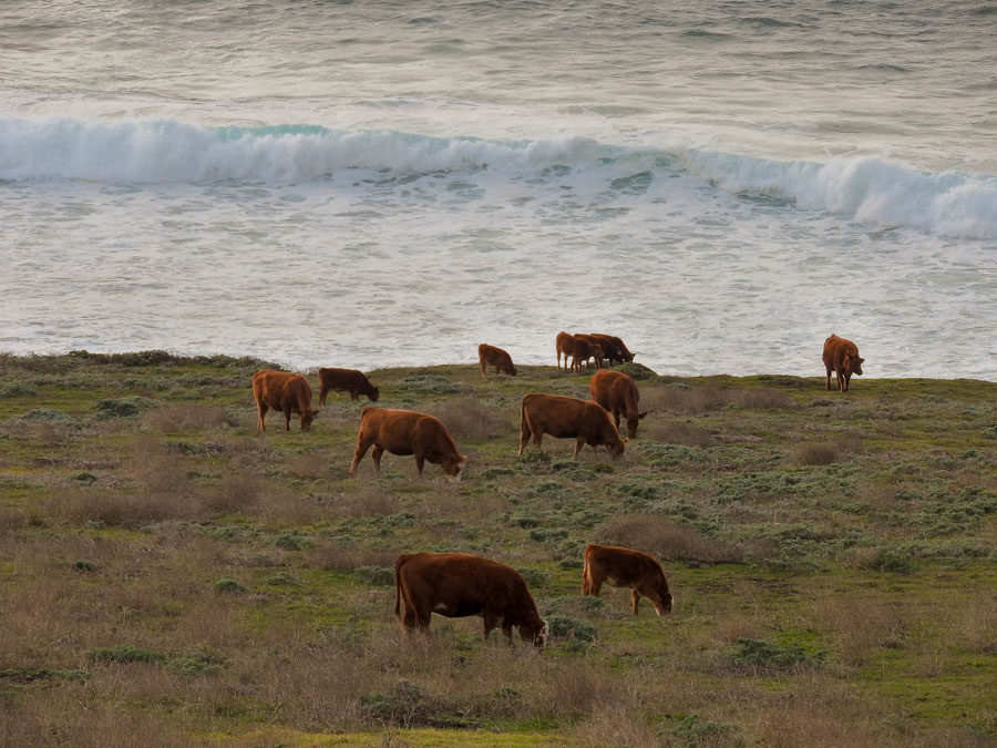 Cows_by_the_ocean