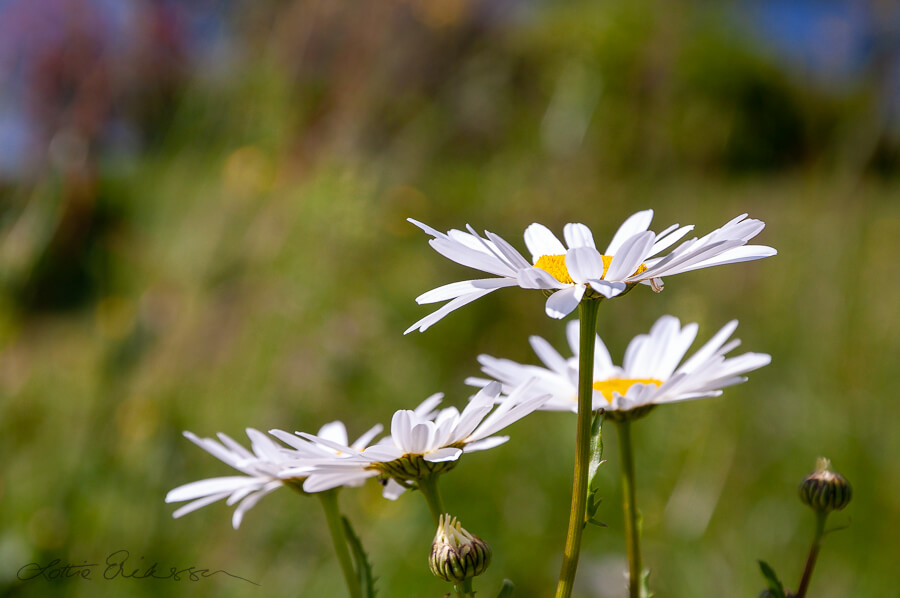 Daisies2_background_green900
