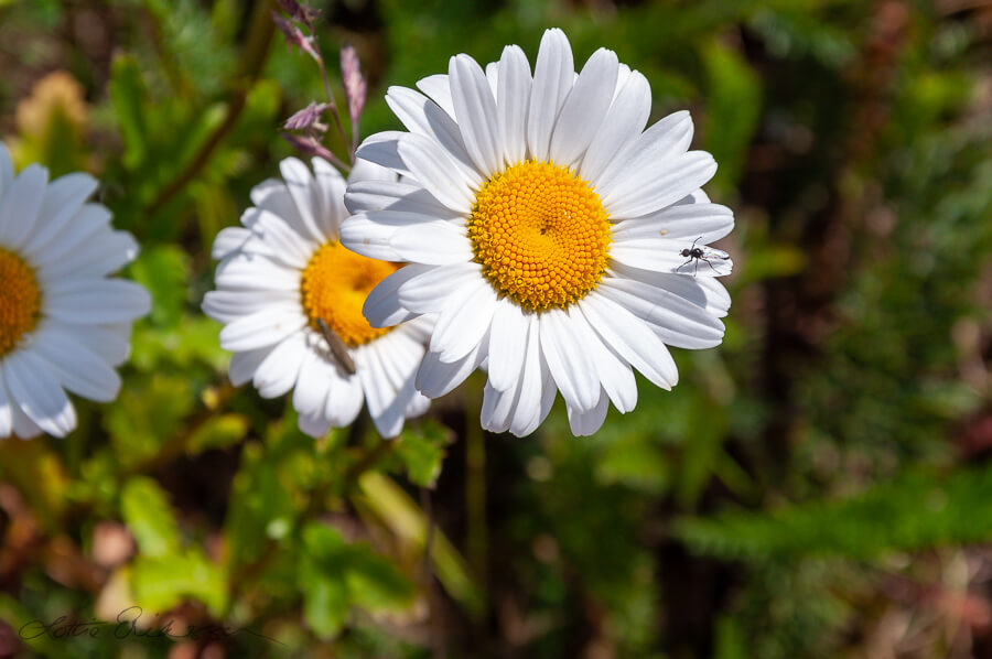 Daisies_insect900