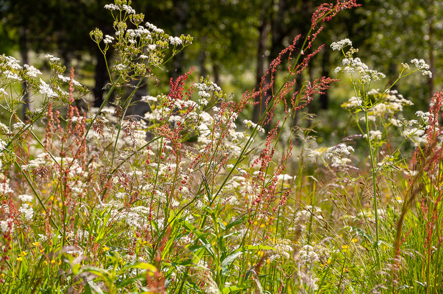 Meadow_jumble_cow_parsley_grass900