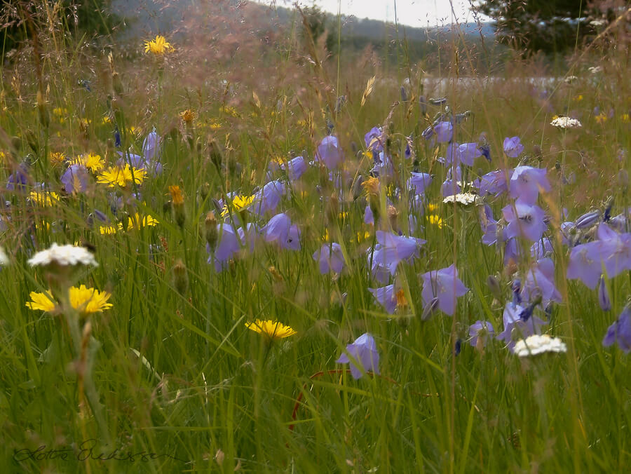 Summer_meadow_flowers_grass_feeling900