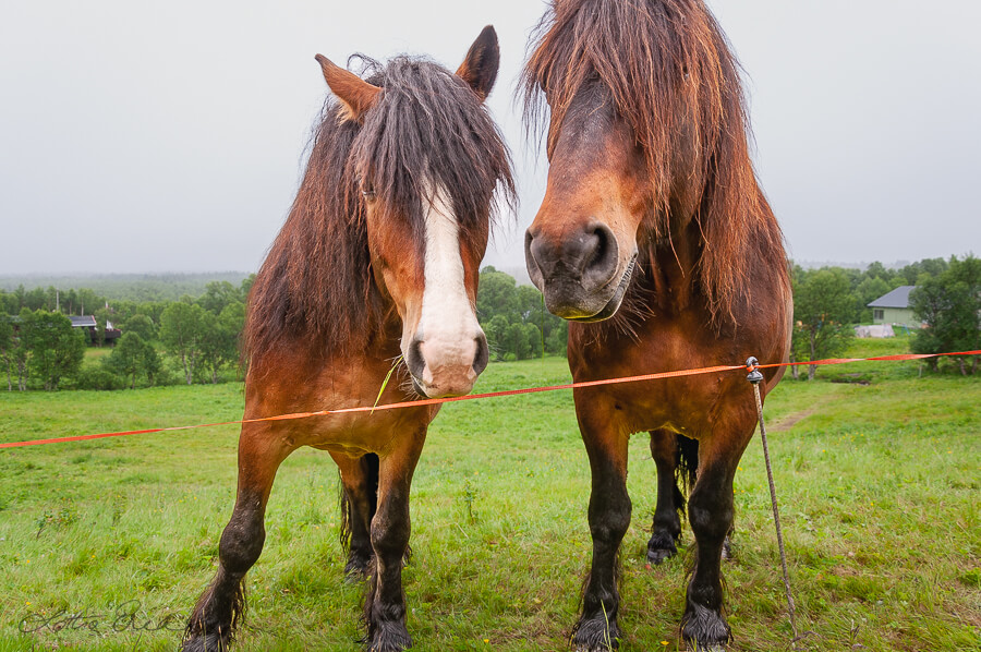 Norway_curious_horses_green_field_overcast900