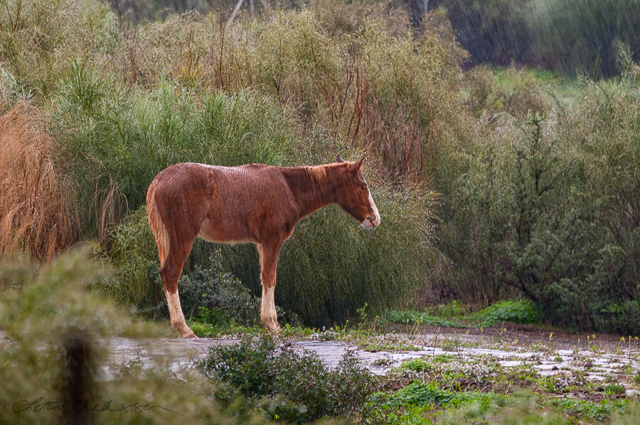 Spain_stoic_mule_horse_donkey_wet_raining900