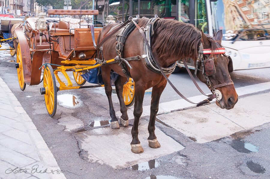 Spain_working_horse_carriages_bus_traffic_city900