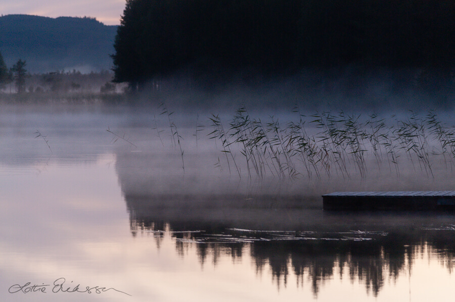 SE_Norrbotten_augustnight_tranquil_fog_reeds_black_forest900