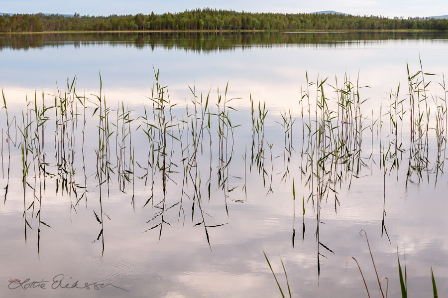 SE_Norrbotten_still_lake_reeds_soft_reflections_forest900