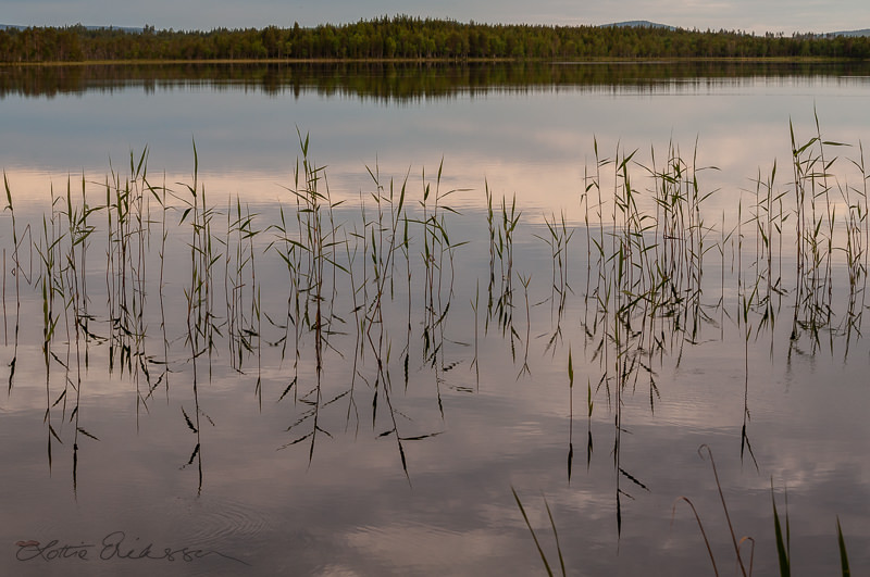 SE_lake_dawn_tranquil_reeds_forest