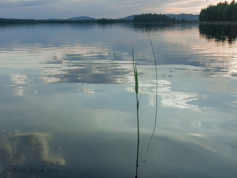 SE_lake_tranquil_straw_forest_cloudreflections_blue