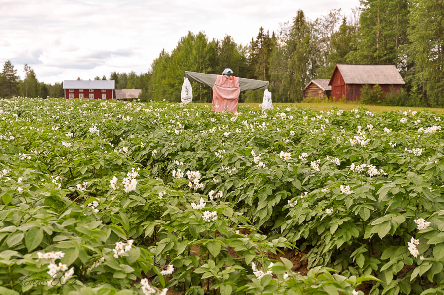 SE_Lappland_potatofield_scarecrow_barns_house900