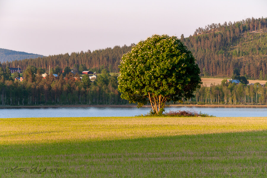 SE_Norrbotten_field_rowantree_lake_farmhoouses_mountain_summer900