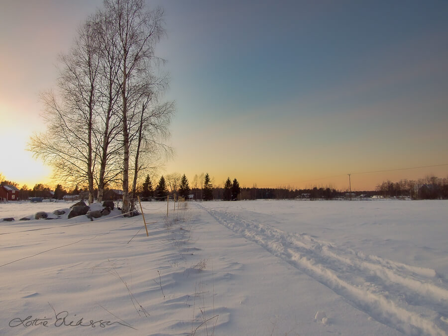 SE_Vsterbotten_winter_field_snow_birch_houses_village900