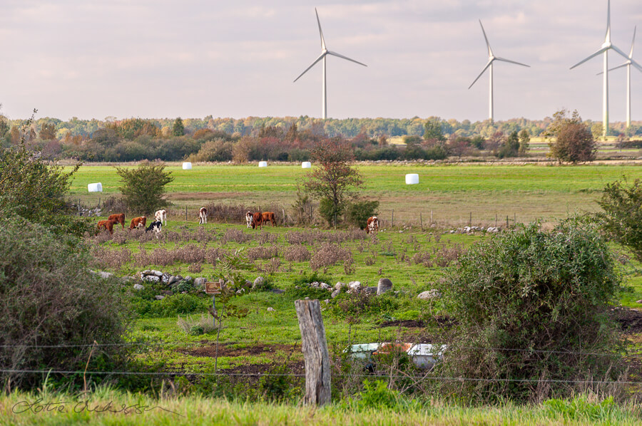 SE_pasture_grazing_cows_field_windmills_summer900