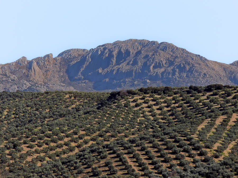 ES_spring_olive_groves_rocky_mountain_blue_sky900