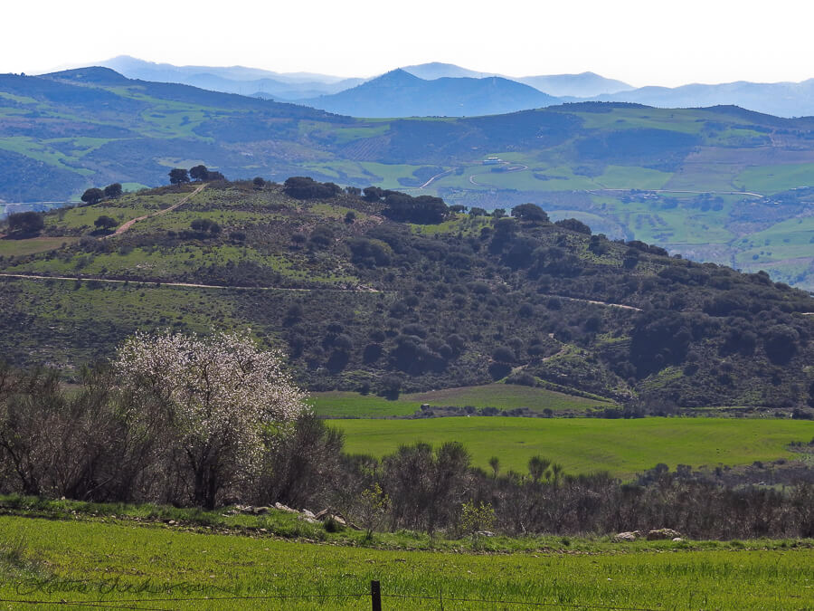 ES_spring_view_hills_mountains_farmland_almond_tree900