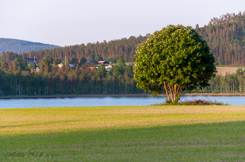 SE_Norrbotten_landscape_pond_tree_farm_forest