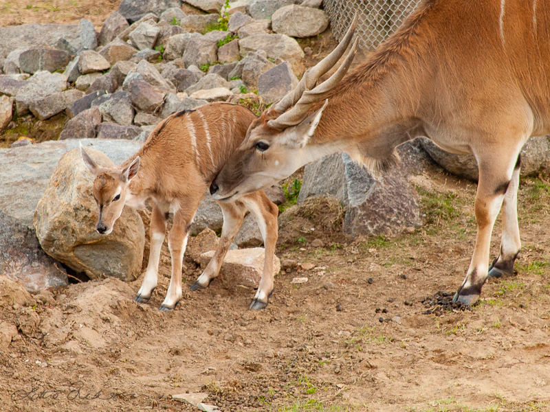 Safari_antelope_mother_and_newborn_kid