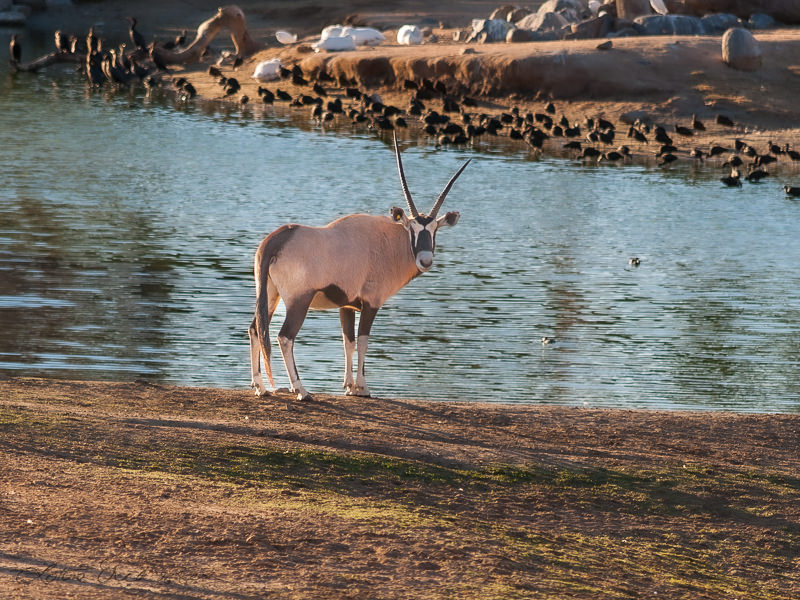 Safari_blacknwhite_goat_looking_by_pond
