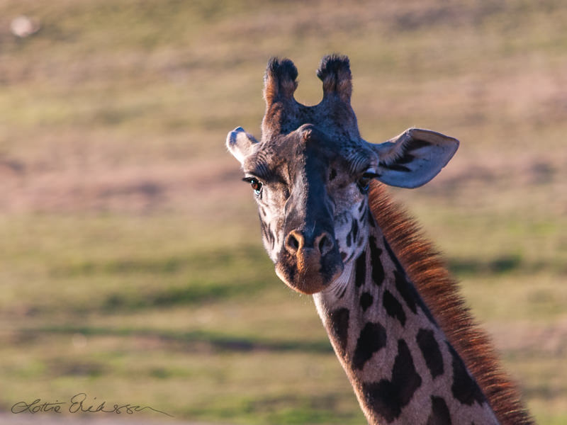 Safari_giraffe_closeup_front