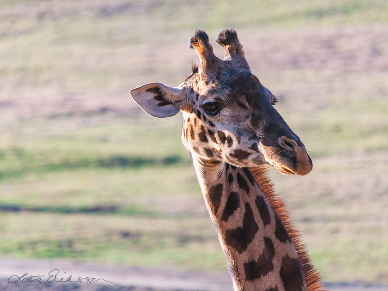 Safari_giraffe_closeup_looking