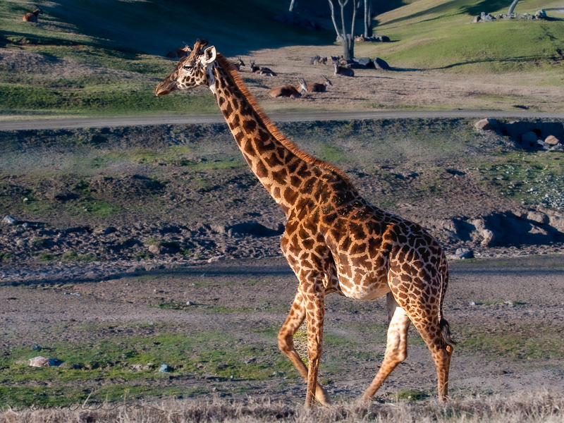 Safari_giraffe_walking_beside_us2