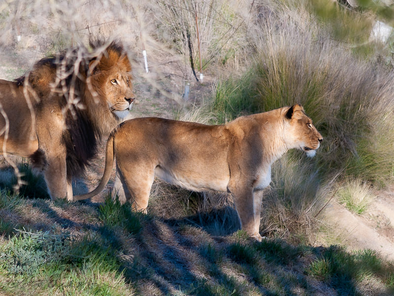 Safari_lion_and_lioness_couple