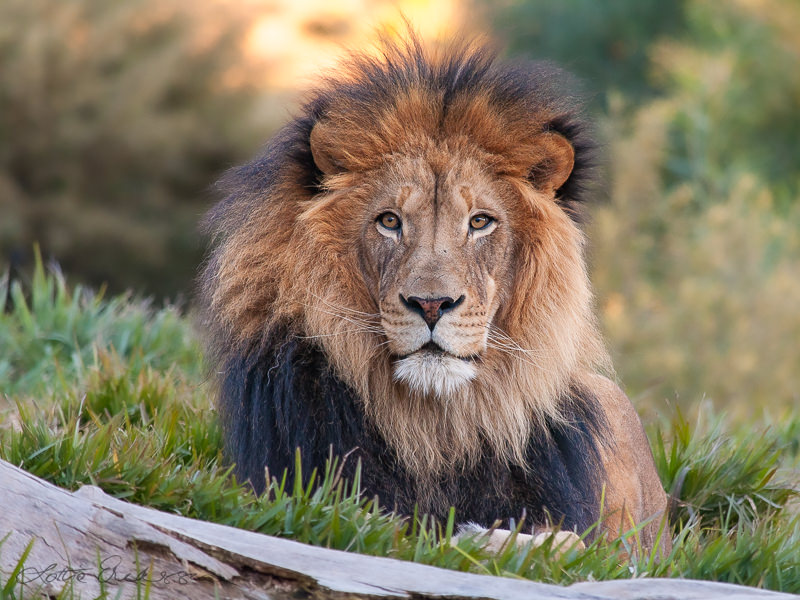 Safari_lion_looking_straight_at_me