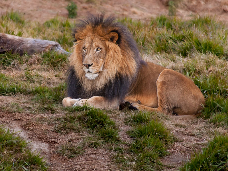 Safari_lion_resting