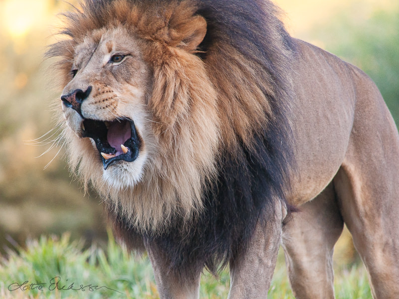 Safari_lion_roaring