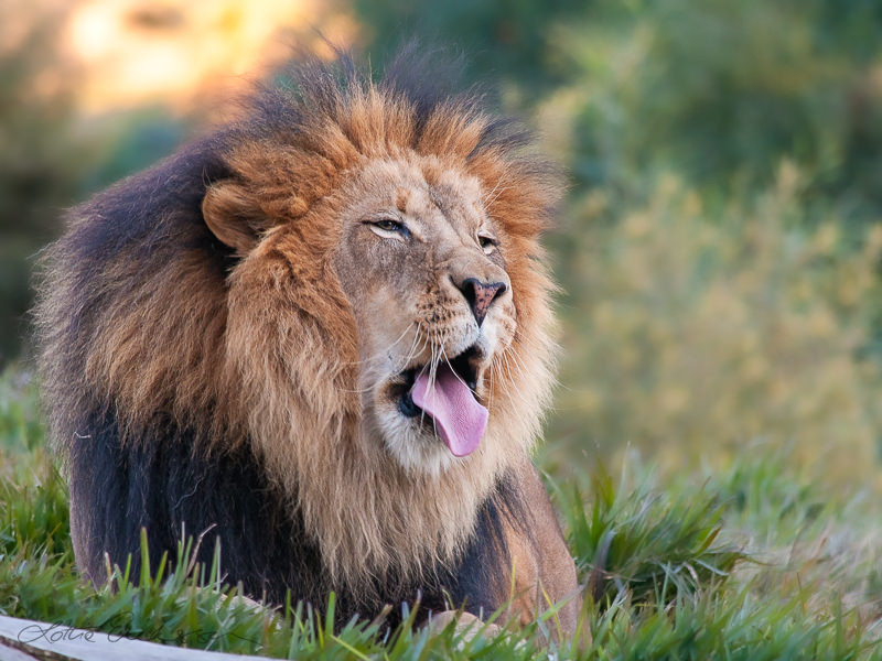 Safari_lion_yawning_tounge_out