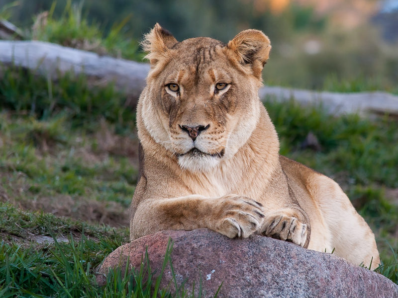 Safari_lioness_looking