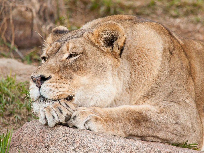 Safari_lioness_resting_on_rock