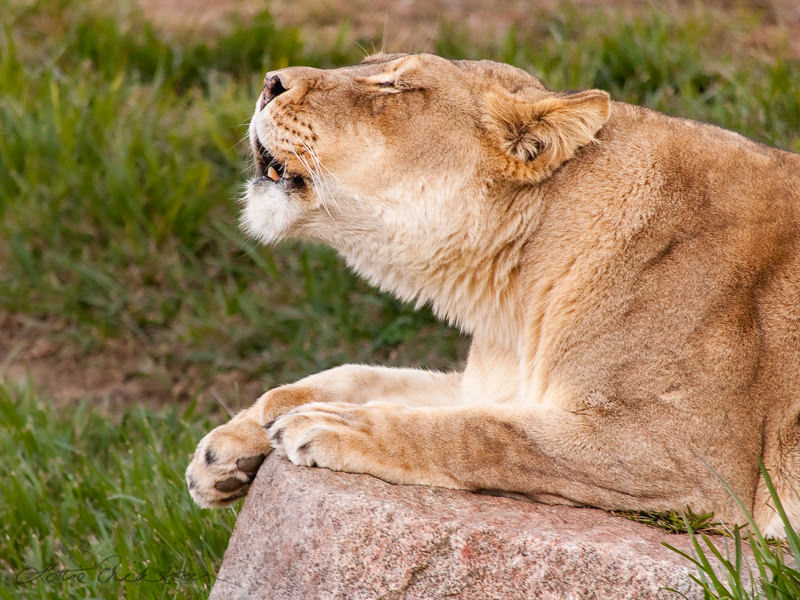 Safari_lioness_roaring