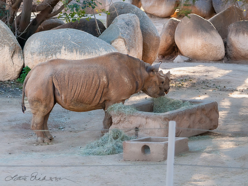 Safari_rhino_and_big_rocks