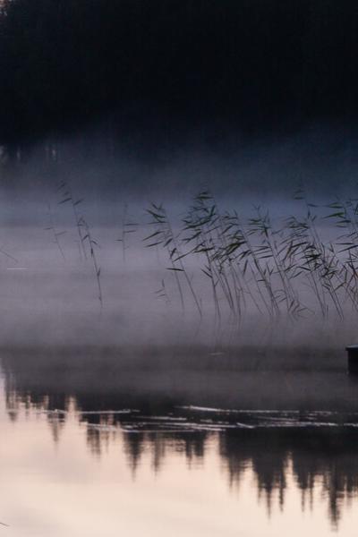 Se Norrbotten Augustnight Tranquil Fog Reeds Black Forest900