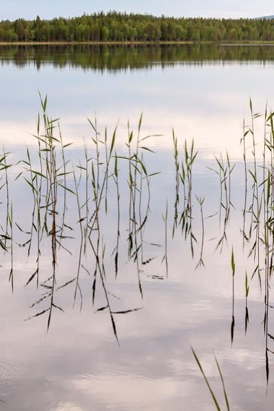 Se Norrbotten Still Lake Reeds Soft Reflections Forest900