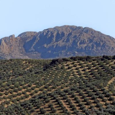 Es Spring Olive Groves Rocky Mountain Blue Sky900
