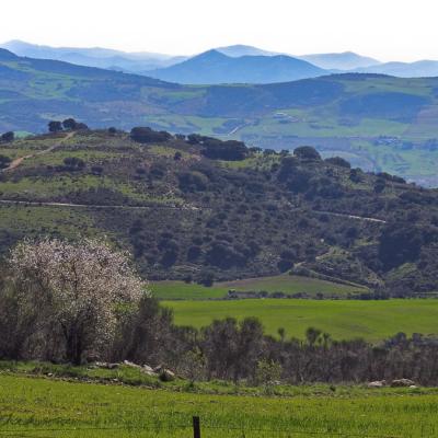 Es Spring View Hills Mountains Farmland Almond Tree900