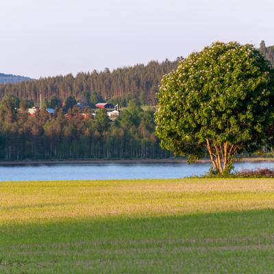 Se Norrbotten Landscape Pond Tree Farm Forest