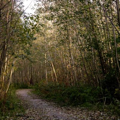 Autumn Decidious Forest Path Dark To Light900