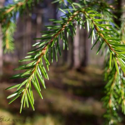 Closeup Spruce Coniferous Forest900