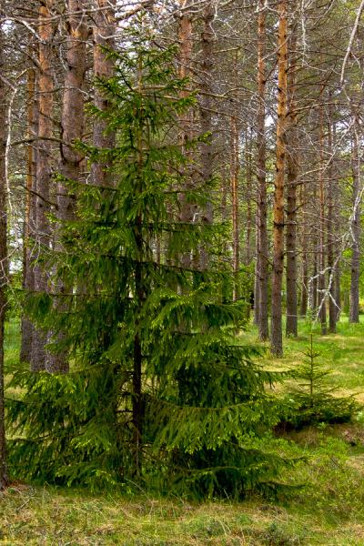 Coniferous Forest Spruce Among Pinetrees900