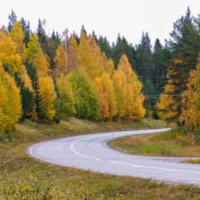 Decidious Forest Autumn Colors Road900