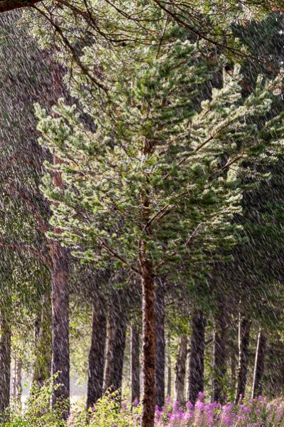 Pinetrees Raining900