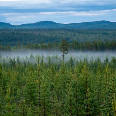 Se Lappland Coniferous Forest Valley Mountains Fog900