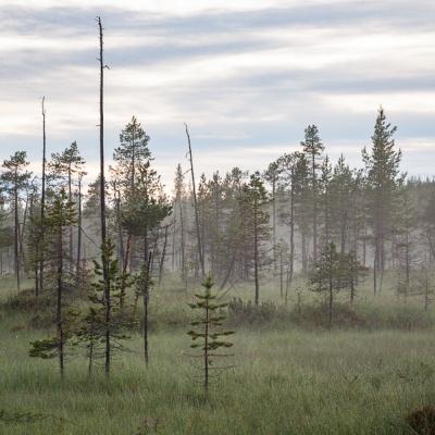 Se Lappland Summernight Mire Pinetrees Dew Haze900