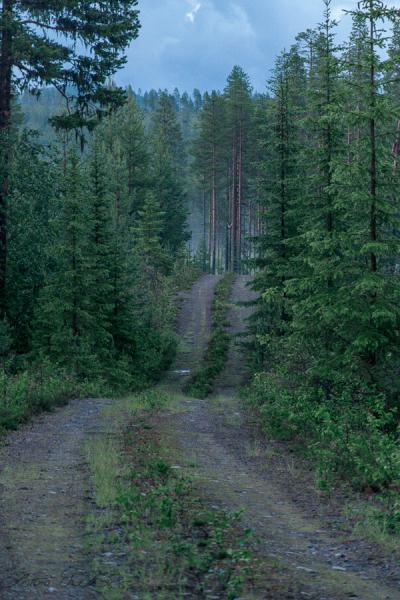 Se Norrbotten Coniferous Forest Dirtroad Summernight900