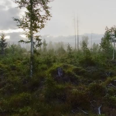 Se Norrbotten Foggy Midnight Clear Cut Birch Spruce900