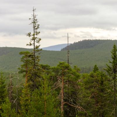 Se Norrbotten Forefround Pinetrees Background Mountains Coniferous Forests Overcast900