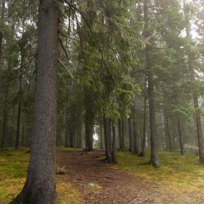 Spruce Coniferous Forest Path900