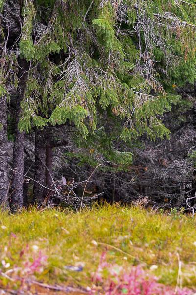 Spruce Trunks Foreground Moss Grass